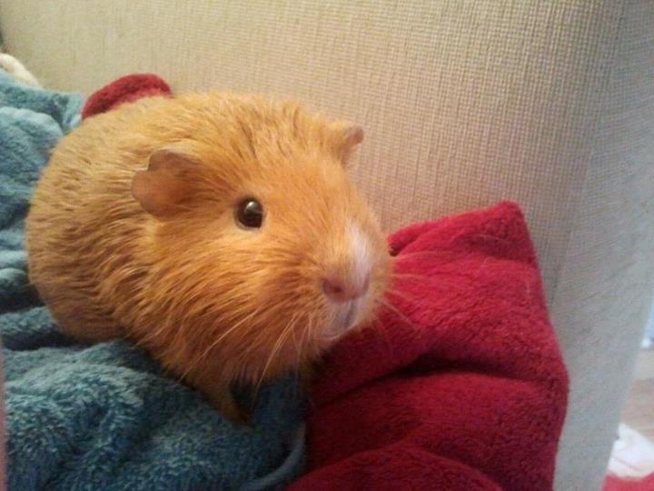 Marsvin Ingolf - Sådan ser en lille gris ud efter badet :) billede 18