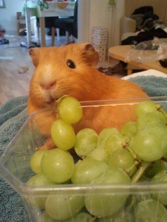 Marsvin Ingolf - Her skynder han sig at stjæle en vindrue ;) billede 16