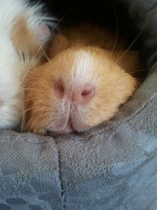 Marsvin Ingolf billede 21