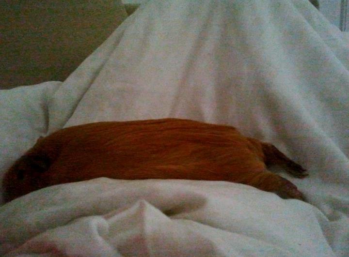 Marsvin Ingolf - Ingolf ligger og flader godt ud :p billede 17