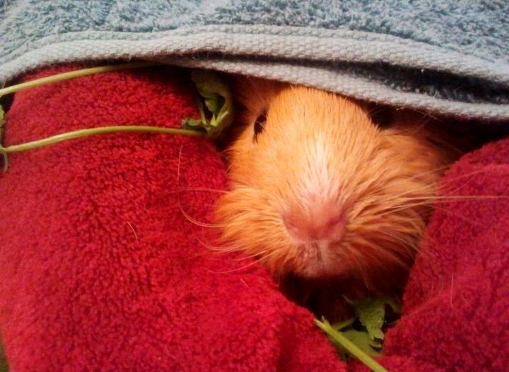 Marsvin Ingolf - Ingolf ligger og putter efter badet. billede 23