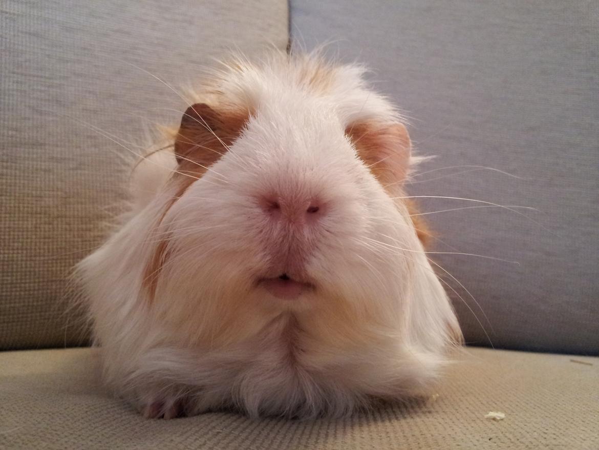 Marsvin Charlie - Her gør han klar til at få en kæmpe mysser på munden ;) billede 7