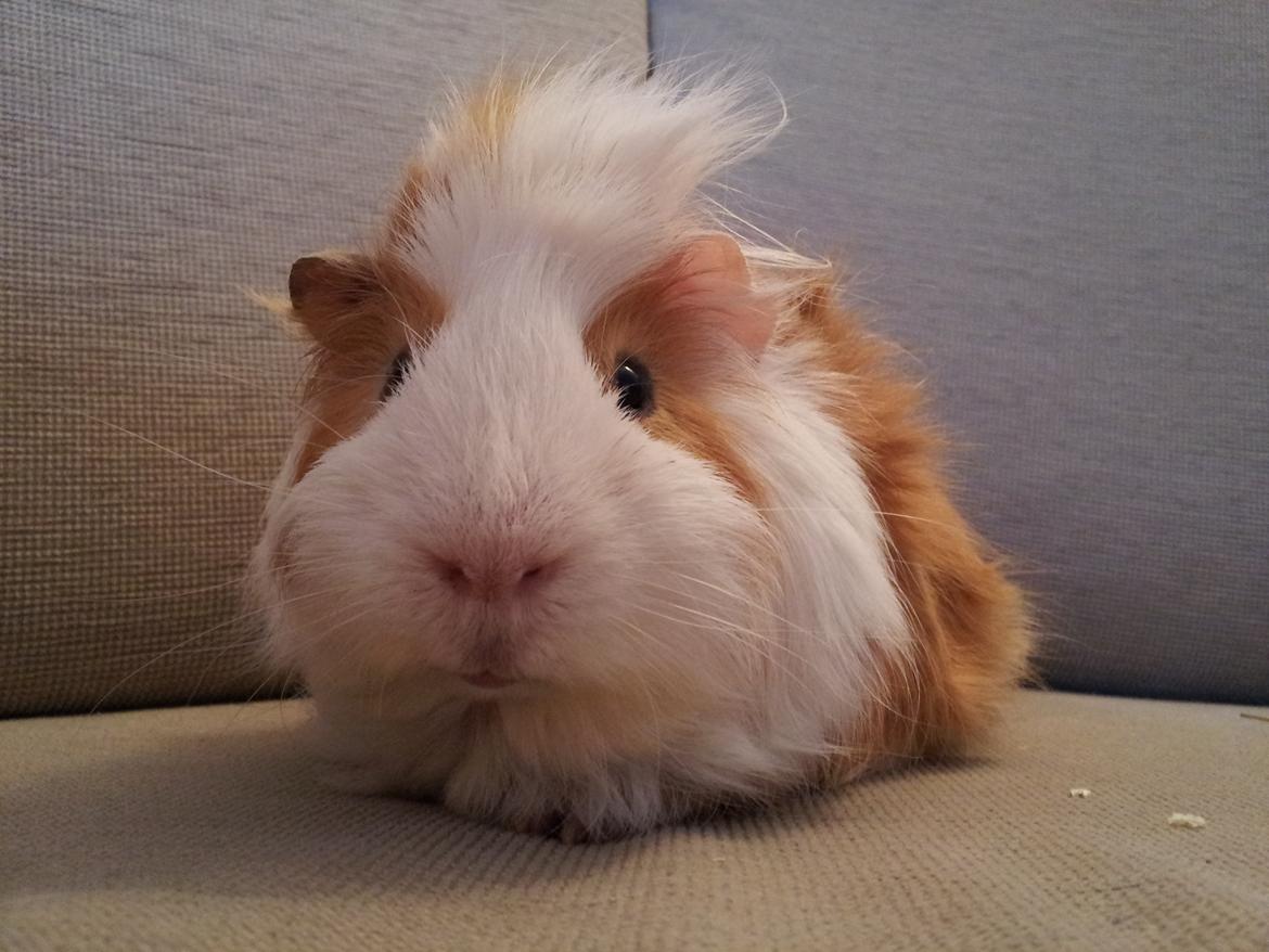 Marsvin Charlie - Lækre Charlie med ny frisure ;) billede 6