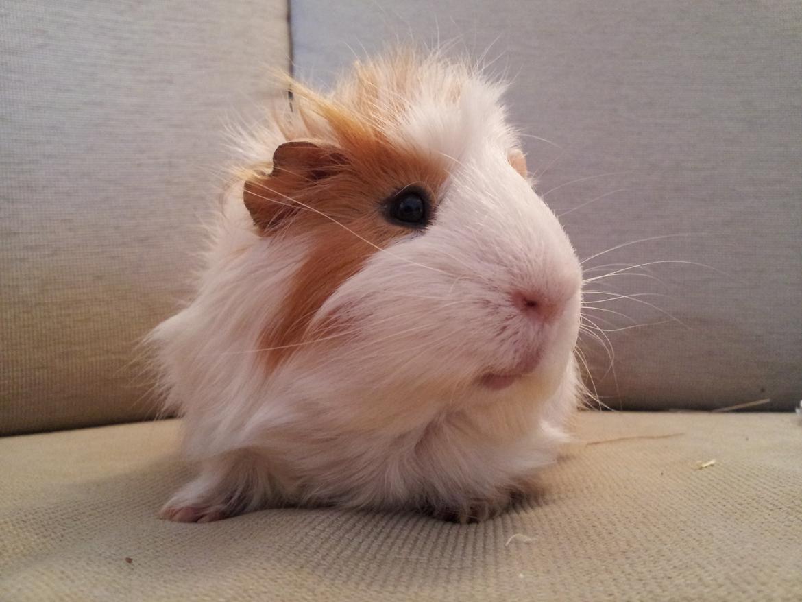 Marsvin Charlie - posere lige for kameraet ;) billede 8