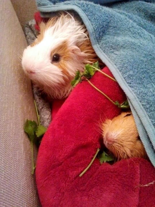 Marsvin Charlie - Efter badet :) billede 10