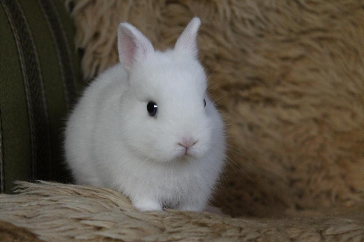 Kanin Ahrenkiels Sexy Blue Eyes |Hermelin| *R.I.P.* - Lille og fin. billede 4