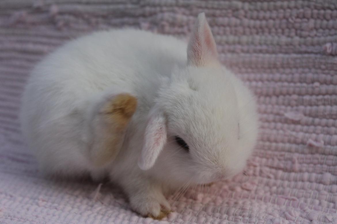 Kanin Ahrenkiels Sexy Blue Eyes |Hermelin| *R.I.P.* - Uf hvor det dog klør! billede 7