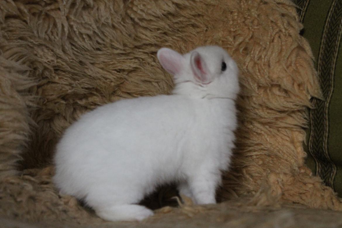 Kanin Ahrenkiels Sexy Blue Eyes |Hermelin| *R.I.P.* billede 9