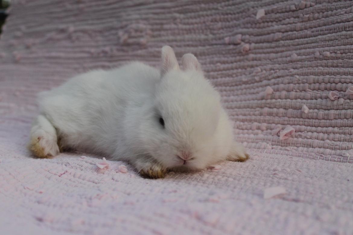 Kanin Ahrenkiels Sexy Blue Eyes |Hermelin| *R.I.P.* - Sleepy Bunny. billede 11