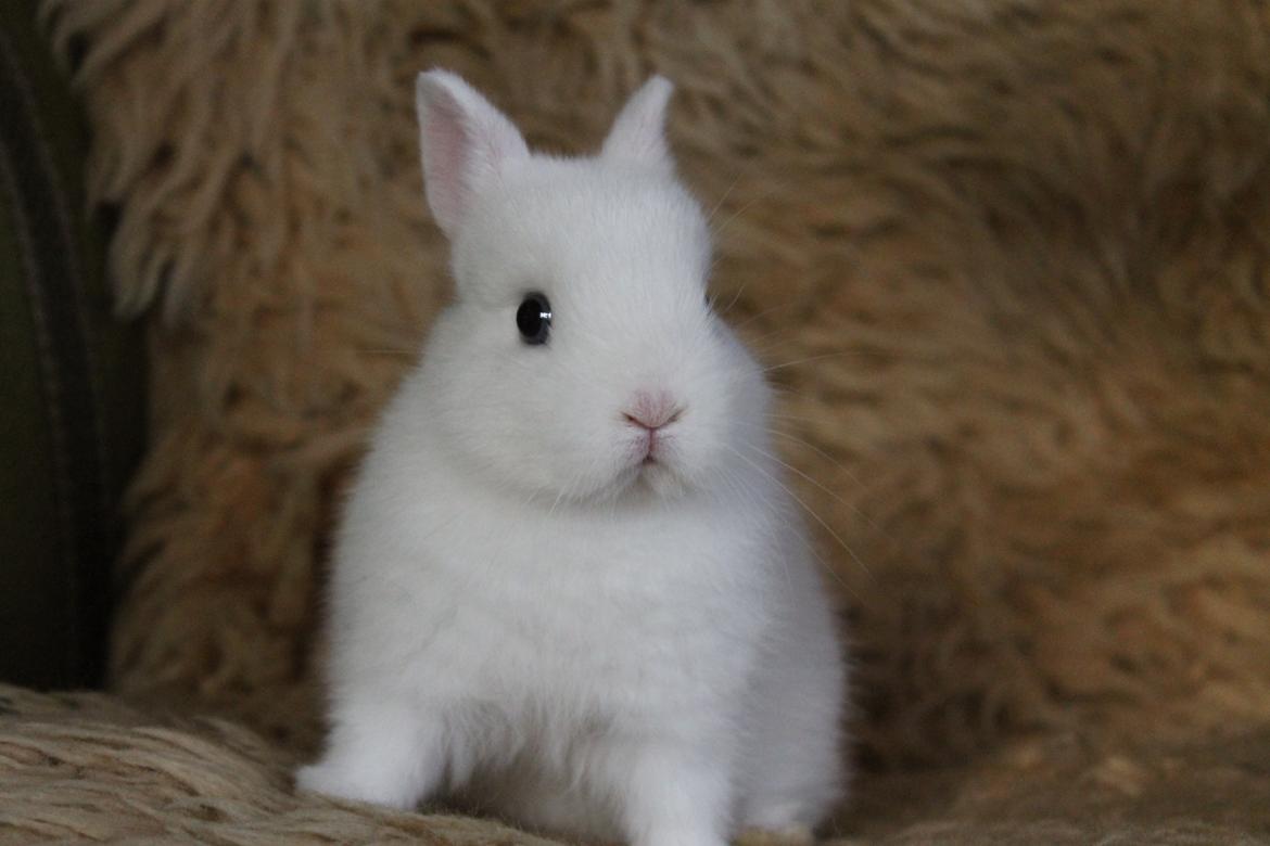 Kanin Ahrenkiels Sexy Blue Eyes |Hermelin| *R.I.P.* - Hva' var det for en lyd? billede 13