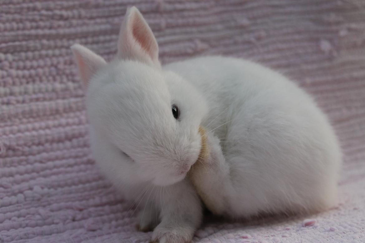 Kanin Ahrenkiels Sexy Blue Eyes |Hermelin| *R.I.P.* - Slikke slikke slikke :D. billede 14