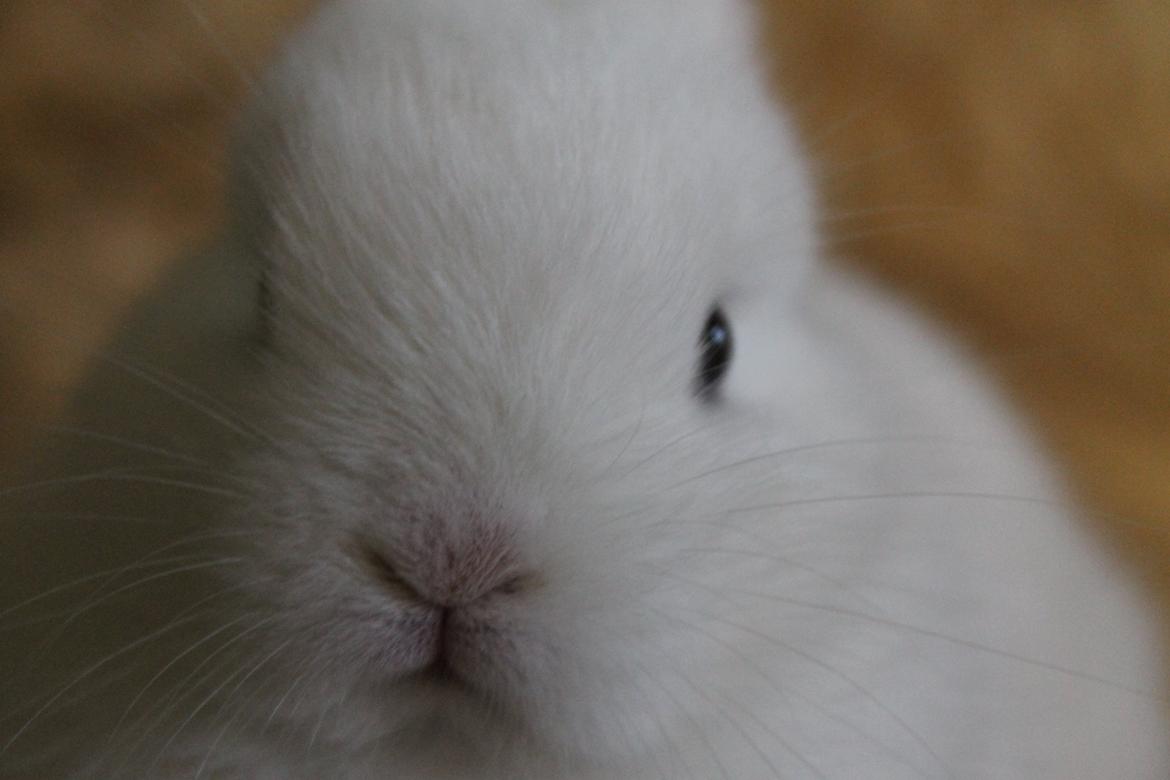 Kanin Ahrenkiels Sexy Blue Eyes |Hermelin| *R.I.P.* - Nuuurh!<3 billede 16