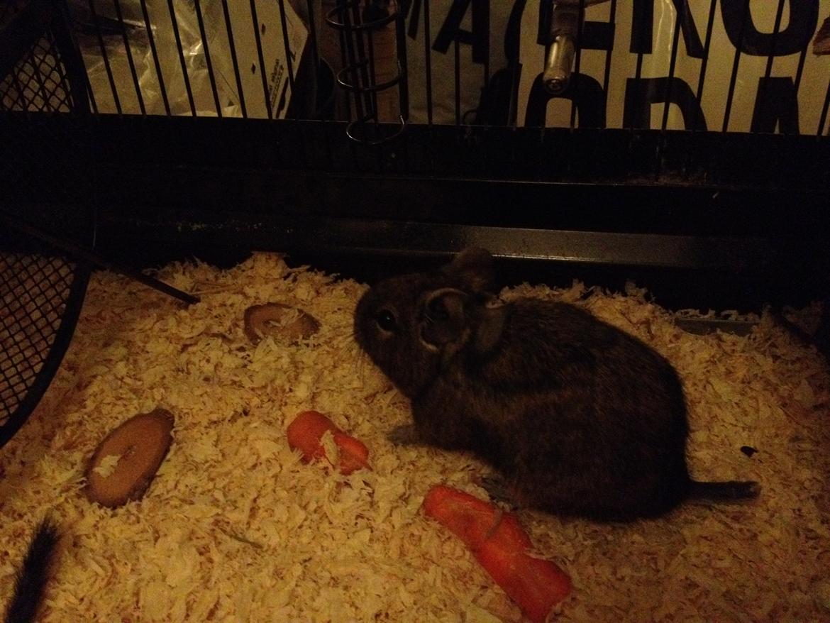 Degu Estrella (stjerne på spansk) billede 1