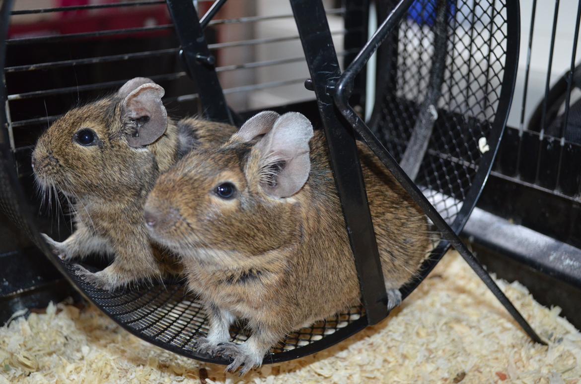 Degu Estrella (stjerne på spansk) billede 2