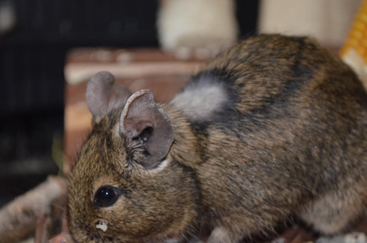 Degu Estrella (stjerne på spansk) billede 3