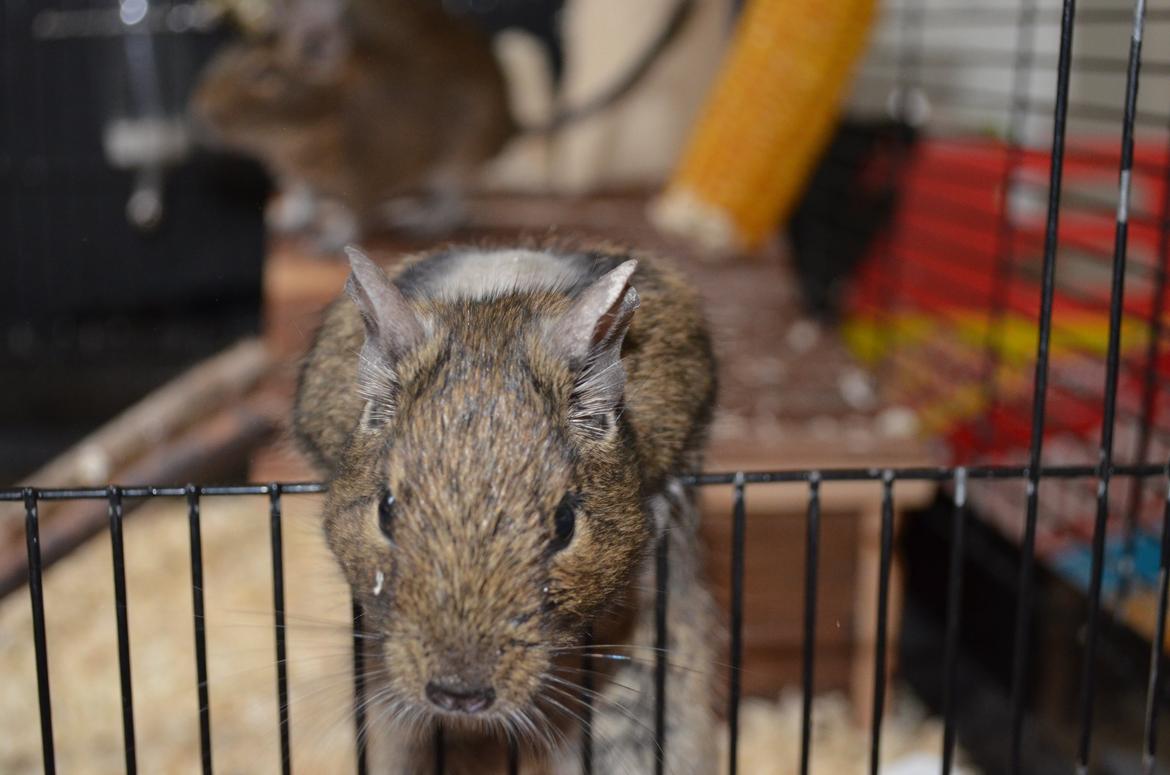 Degu Estrella (stjerne på spansk) billede 4