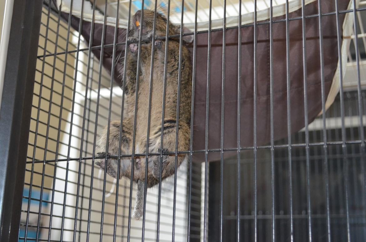 Degu Estrella (stjerne på spansk) billede 5