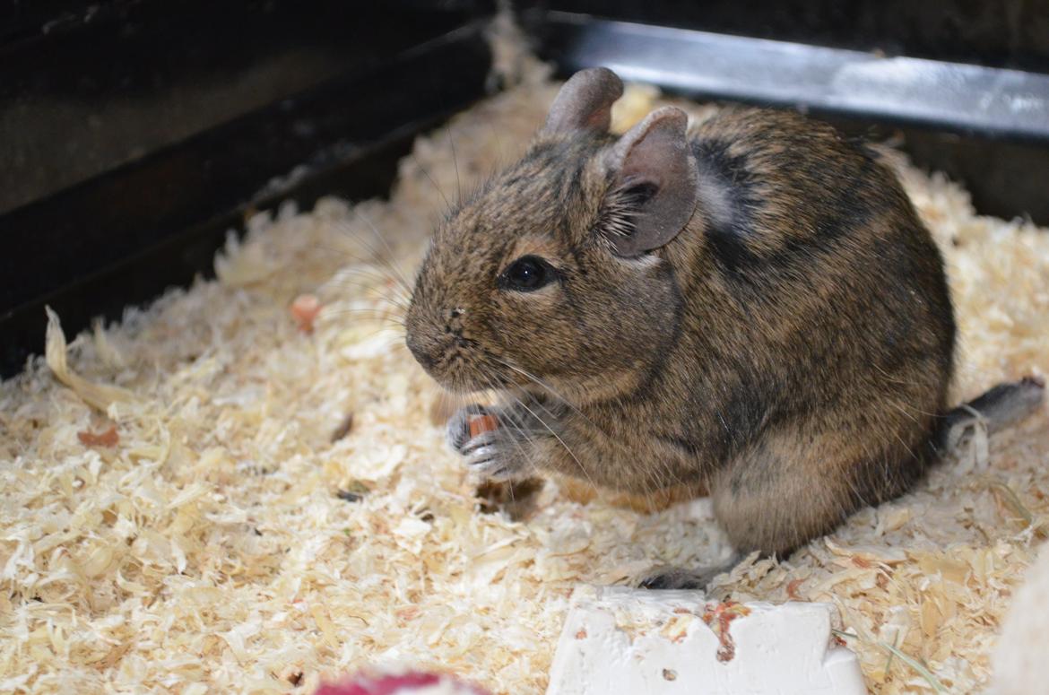 Degu Estrella (stjerne på spansk) billede 6