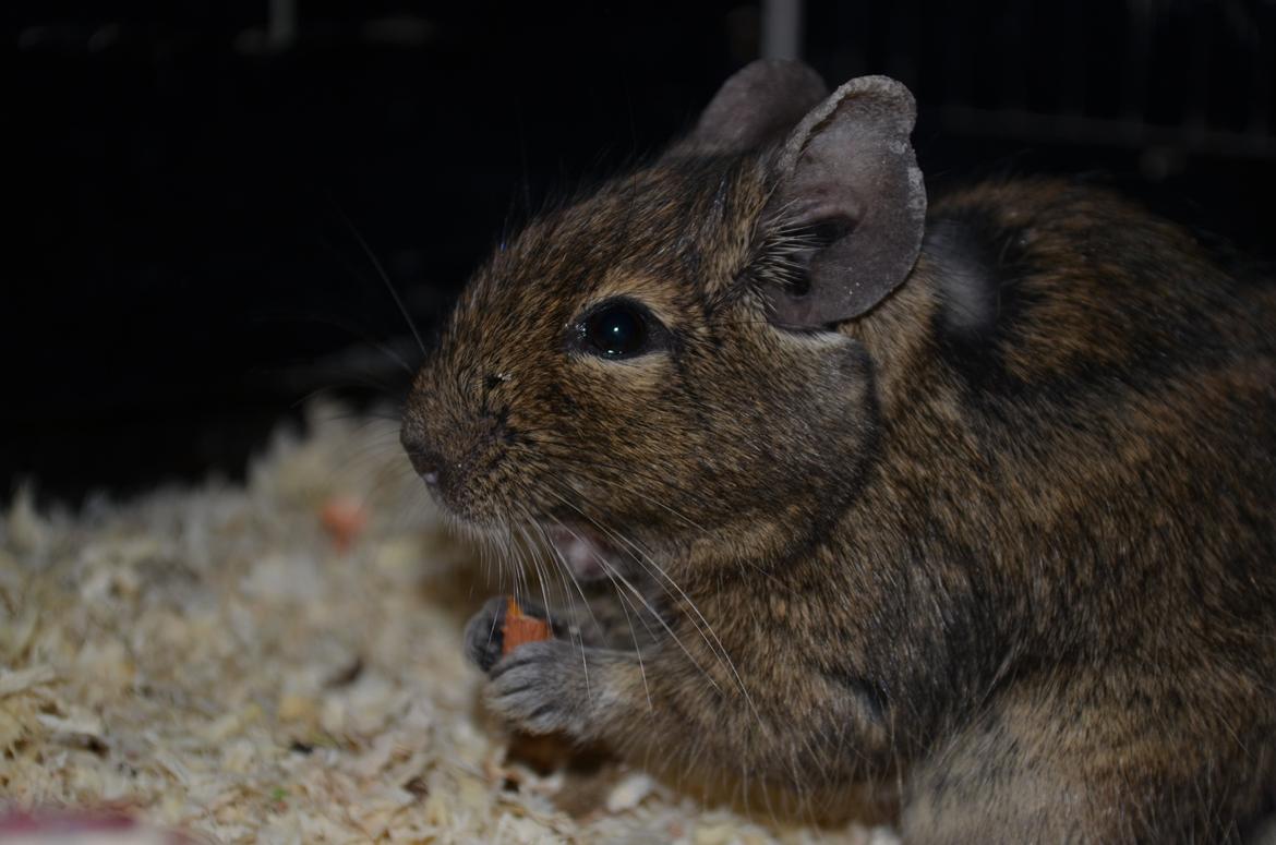 Degu Estrella (stjerne på spansk) billede 7