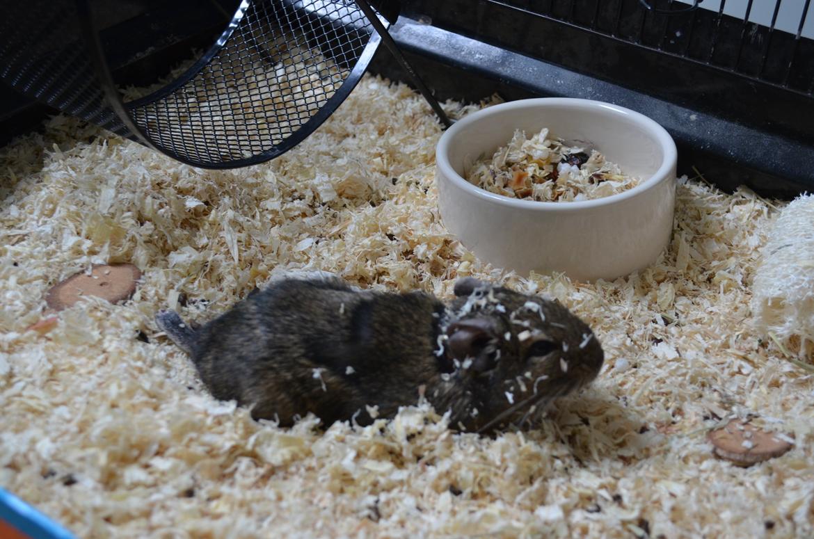 Degu Estrella (stjerne på spansk) billede 8