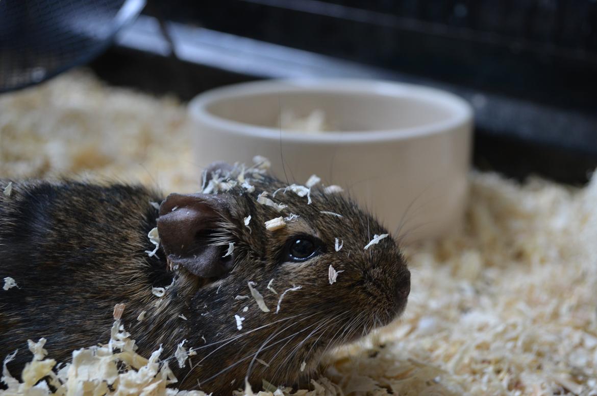 Degu Estrella (stjerne på spansk) billede 9