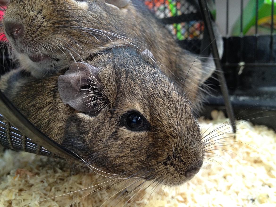 Degu Estrella (stjerne på spansk) billede 10