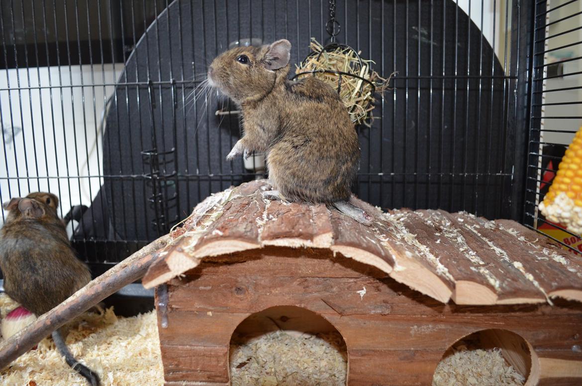 Degu Estrella (stjerne på spansk) billede 11