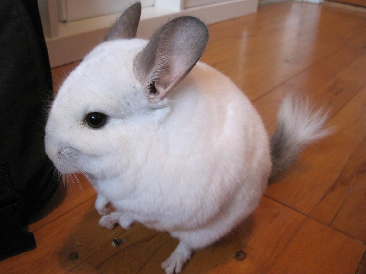 Chinchilla Sonny billede 12