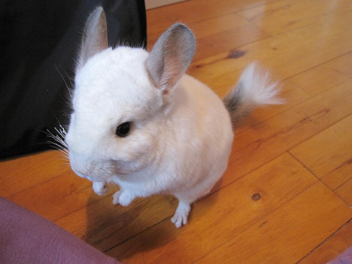 Chinchilla Sonny billede 13