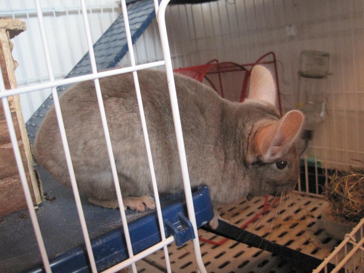 Chinchilla Smilla billede 10