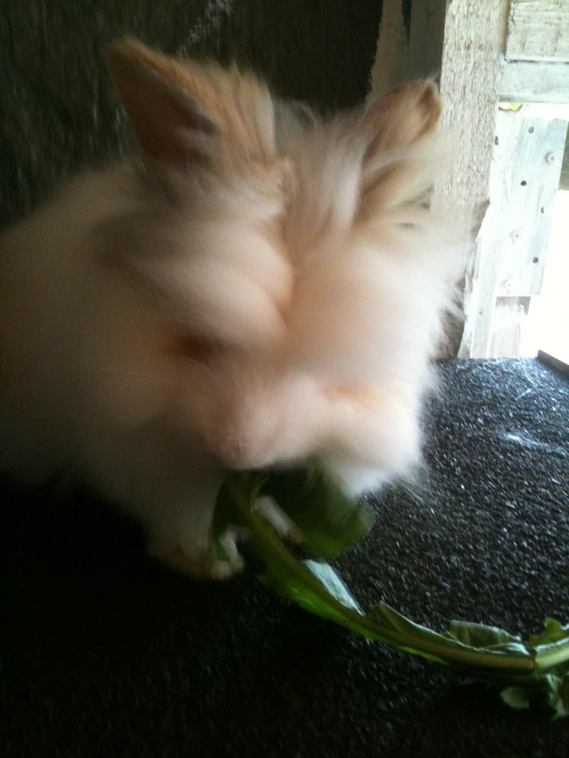 Kanin Gismo - Sideskildning xD billede 3