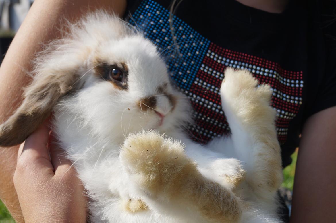 Kanin Nuser drengen <3 (MIN) billede 1