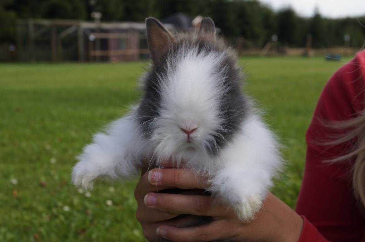 Kanin Mowgli <3 DØD :`( billede 1