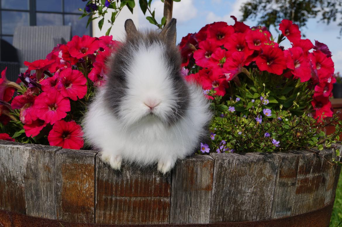 Kanin Mowgli <3 DØD :`( billede 2