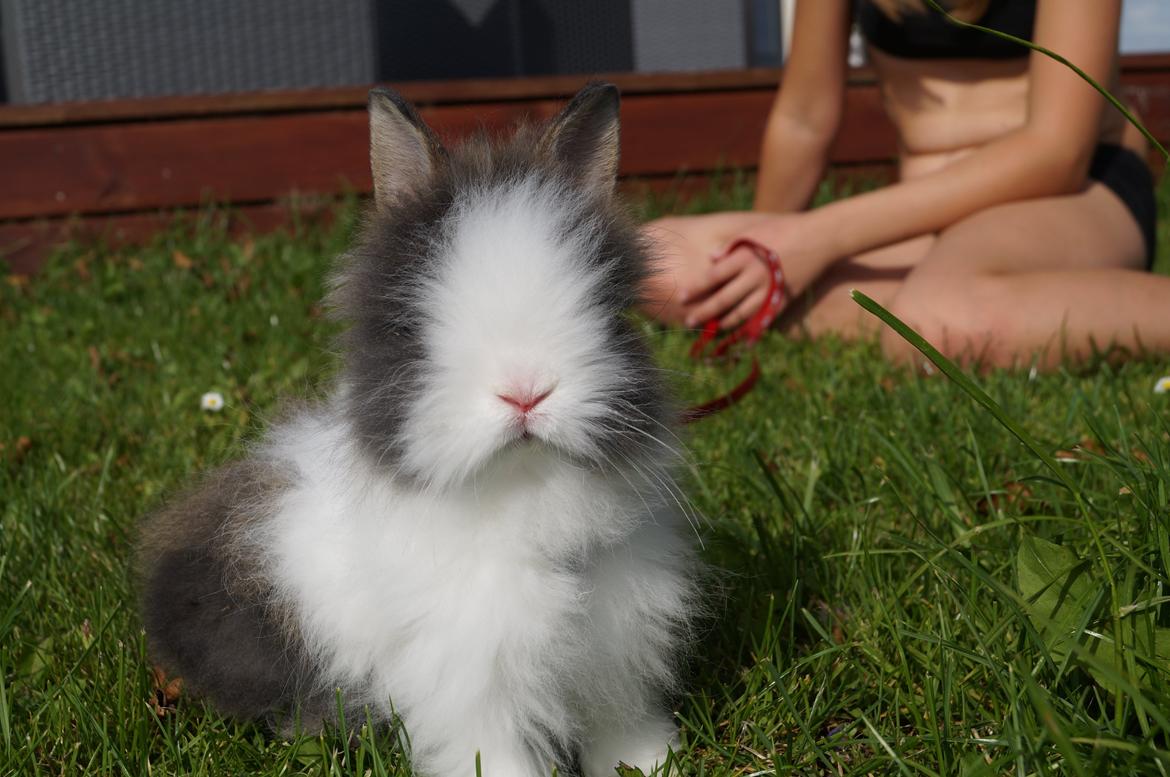 Kanin Mowgli <3 DØD :`( billede 3