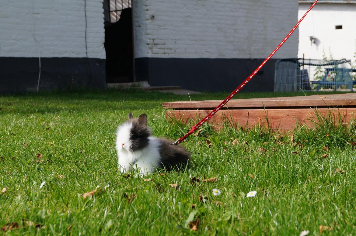 Kanin Mowgli <3 DØD :`( billede 4