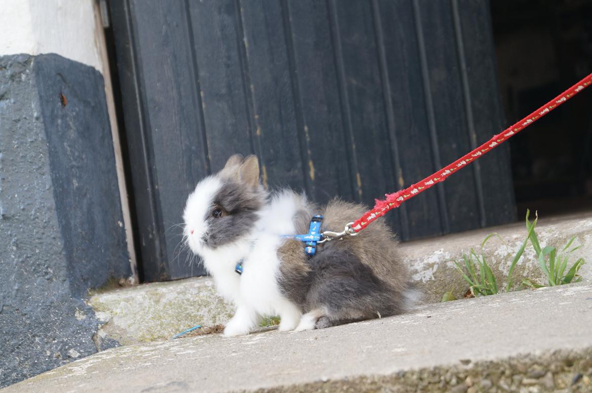 Kanin Mowgli <3 DØD :`( billede 5