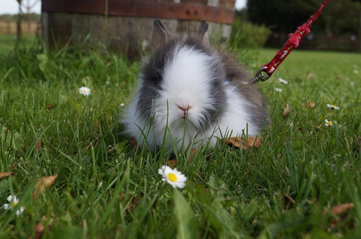 Kanin Mowgli <3 DØD :`( billede 6