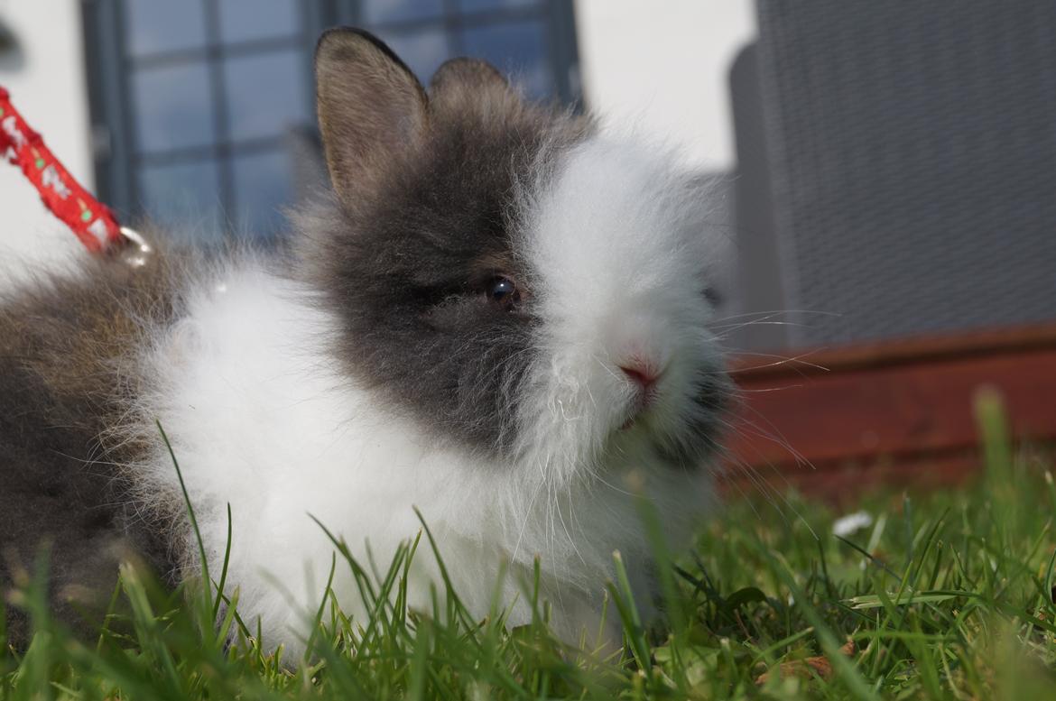 Kanin Mowgli <3 DØD :`( billede 7