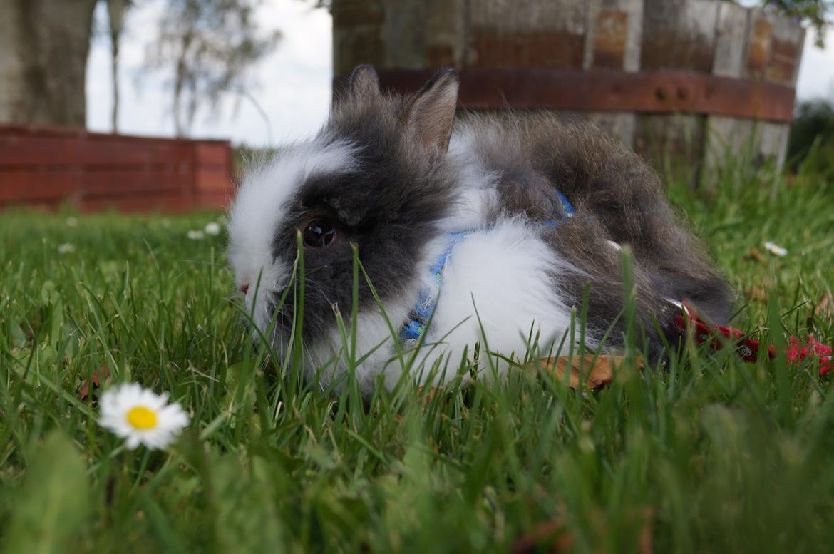 Kanin Mowgli <3 DØD :`( billede 8