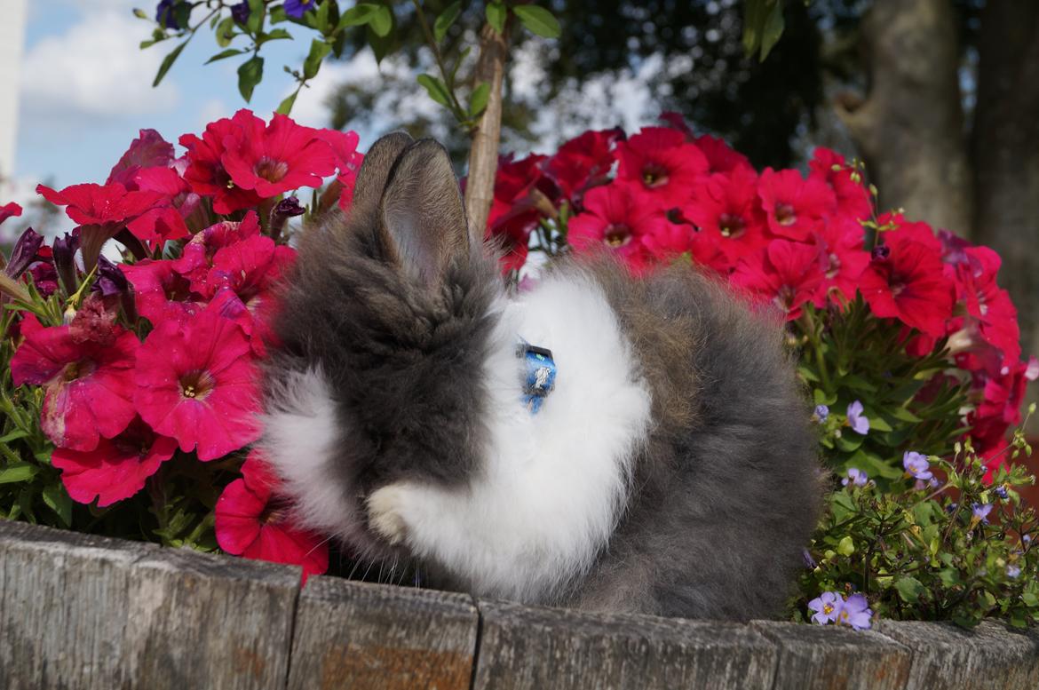 Kanin Mowgli <3 DØD :`( billede 9