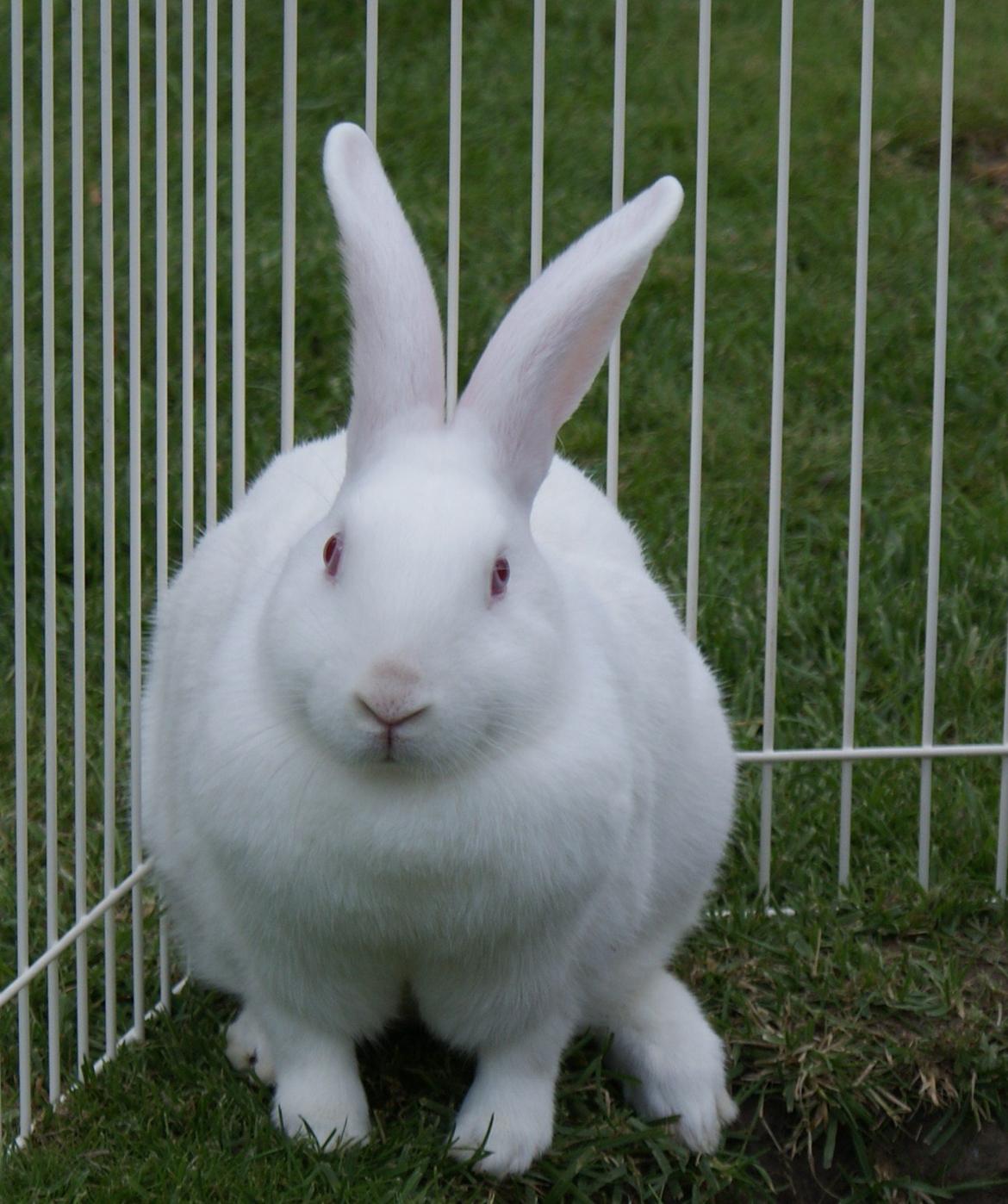 Kanin chasmin-(snowflake) billede 6