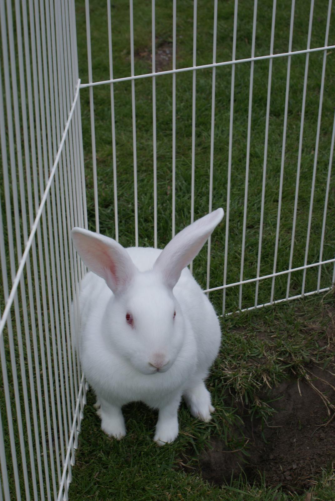 Kanin chasmin-(snowflake) billede 7