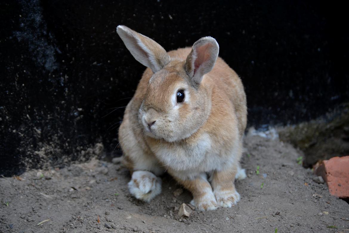 Kanin Smukke Sally billede 1