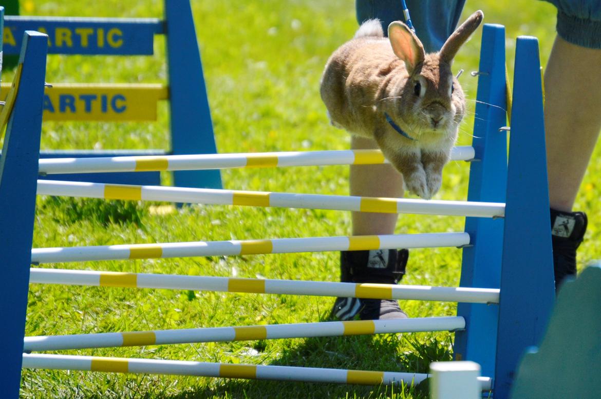 Kanin Smukke Sally billede 2