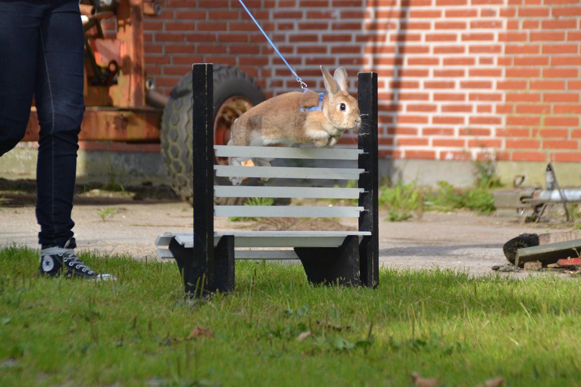 Kanin Smukke Sally billede 3