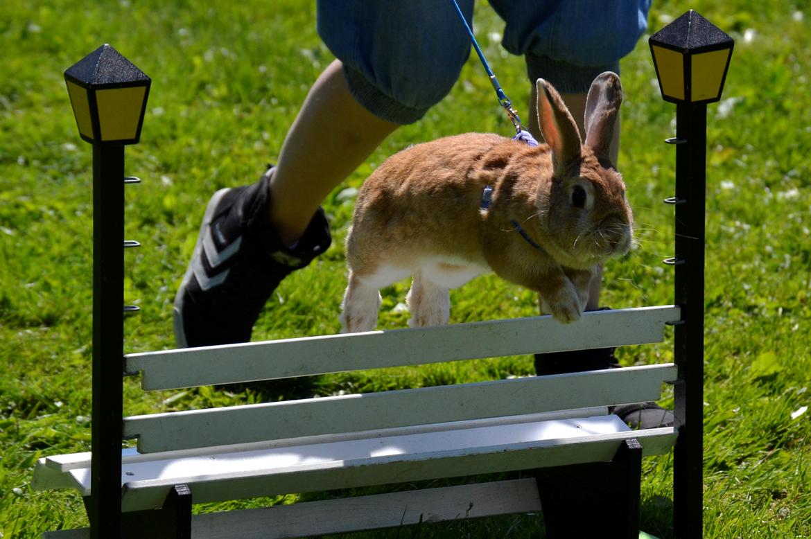 Kanin Smukke Sally billede 4