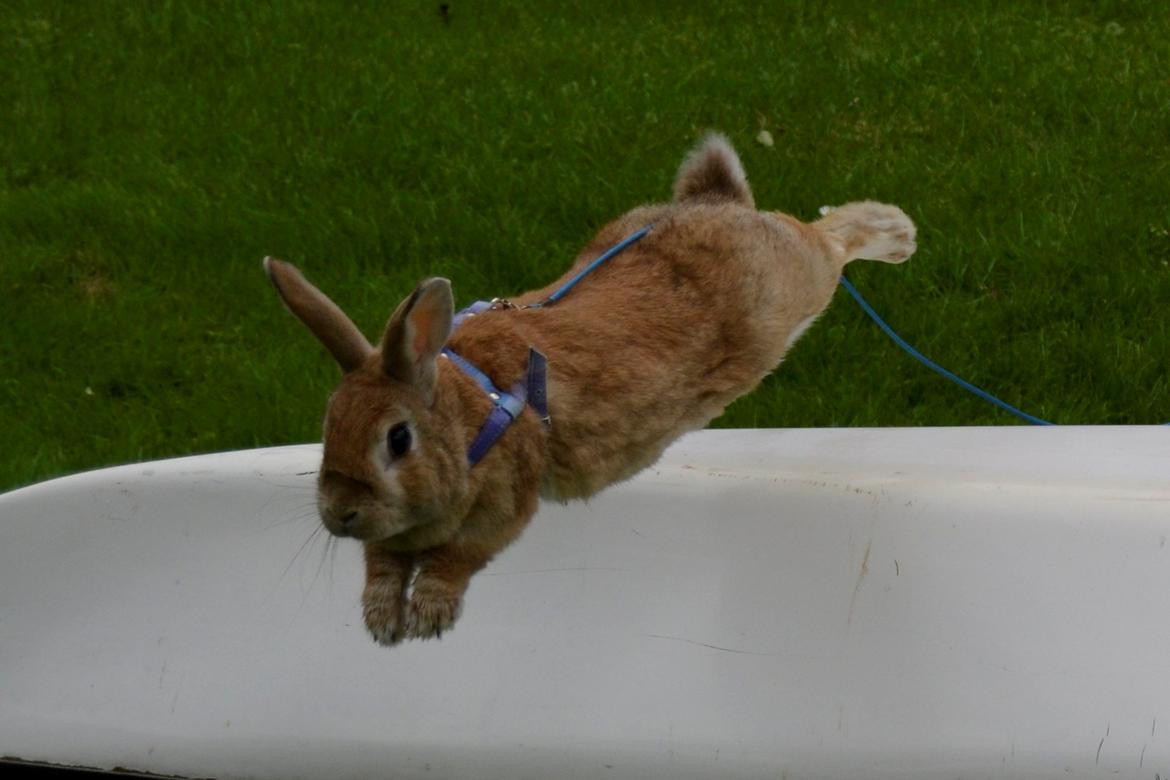 Kanin Smukke Sally billede 6