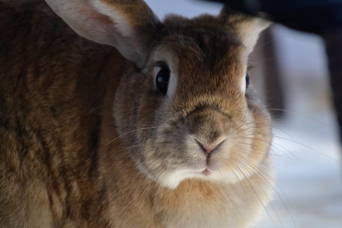 Kanin Smukke Sally billede 10