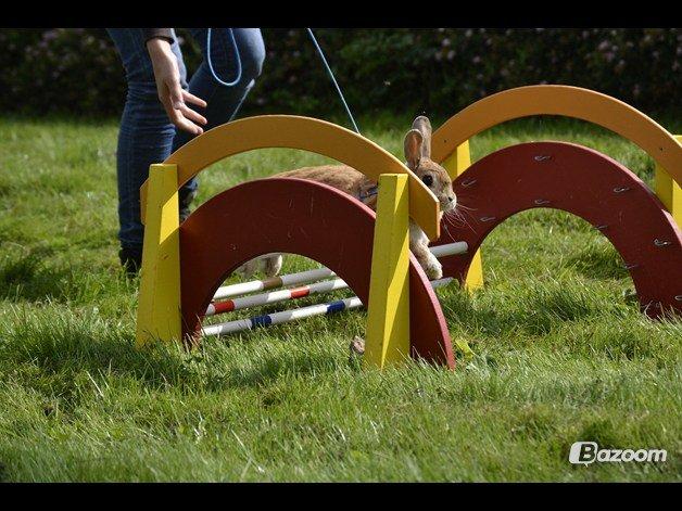 Kanin Smukke Sally billede 11